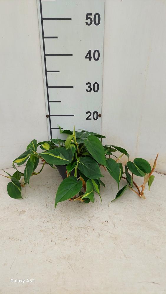 PHILODENDRON BRASIL CP17