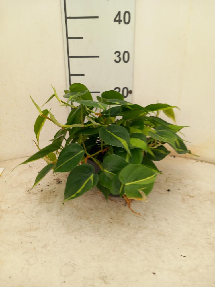 PHILODENDRON BRASIL CP17