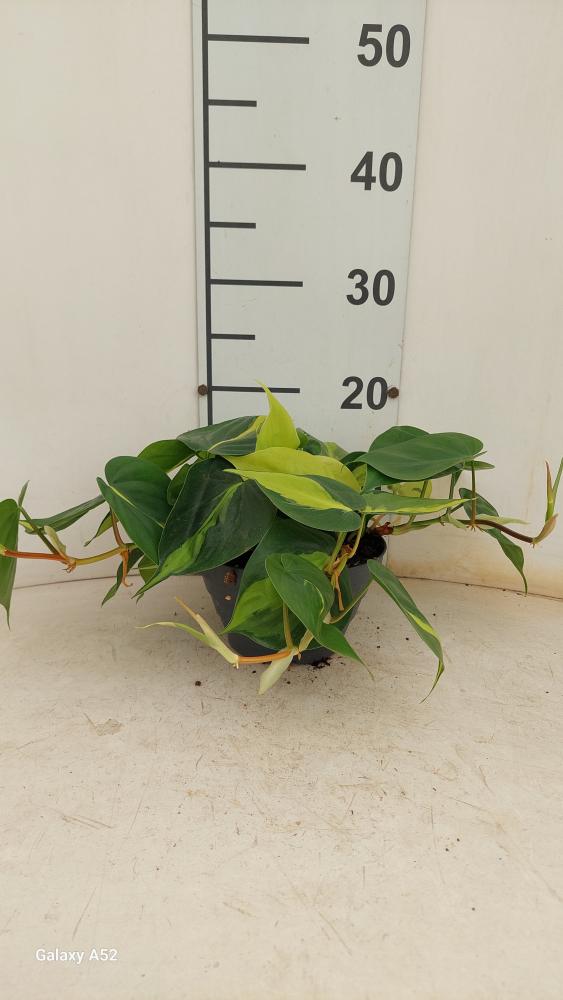 PHILODENDRON BRASIL CP17