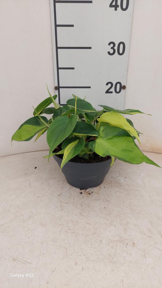 PHILODENDRON BRASIL CP17