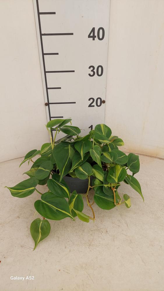 PHILODENDRON BRASIL CP17