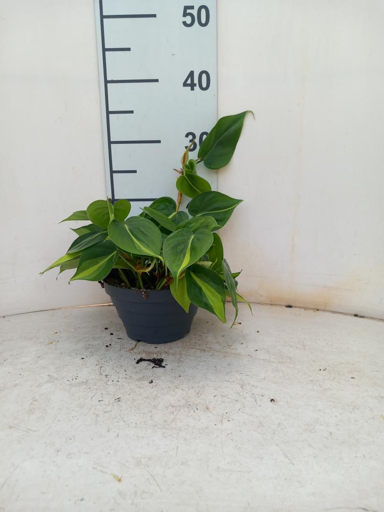 PHILODENDRON BRASIL CP17