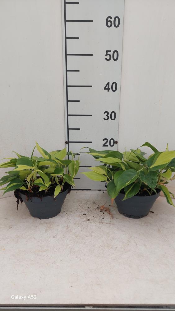 PHILODENDRON BRASIL CP17