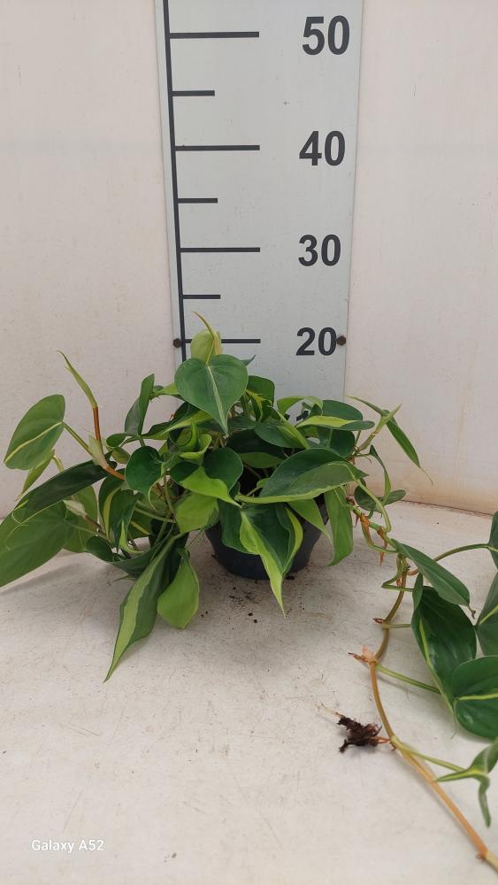 PHILODENDRON BRASIL CP17