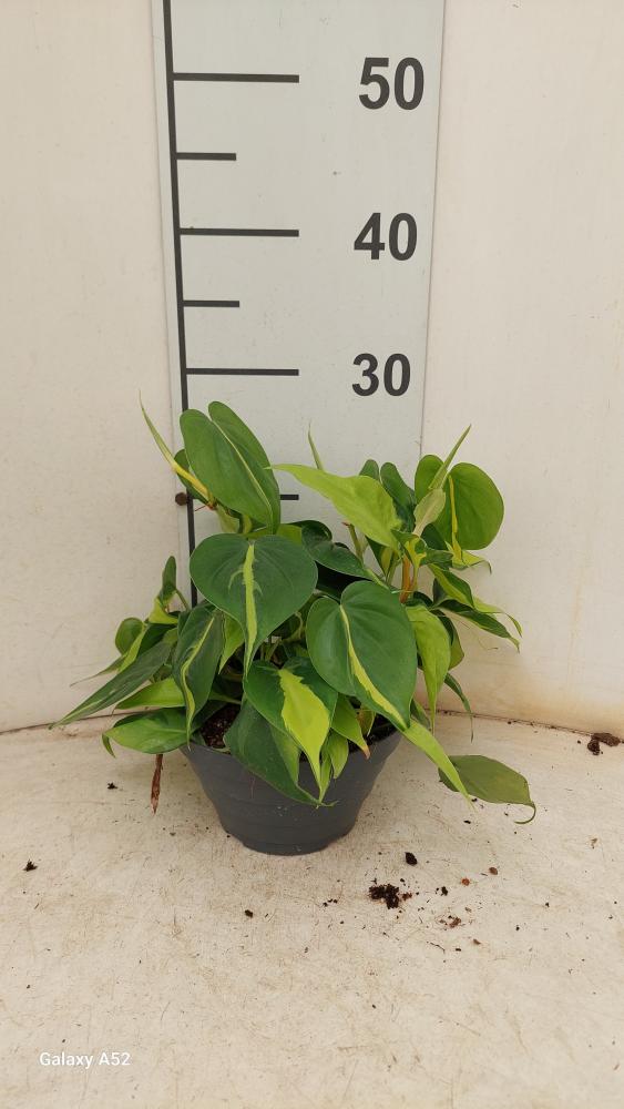 PHILODENDRON BRASIL CP17