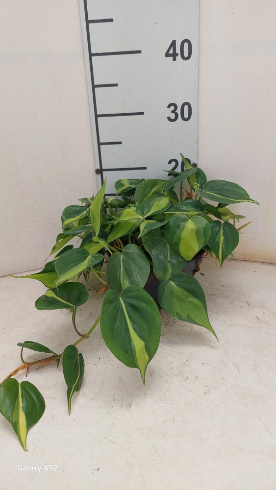 PHILODENDRON BRASIL CP17