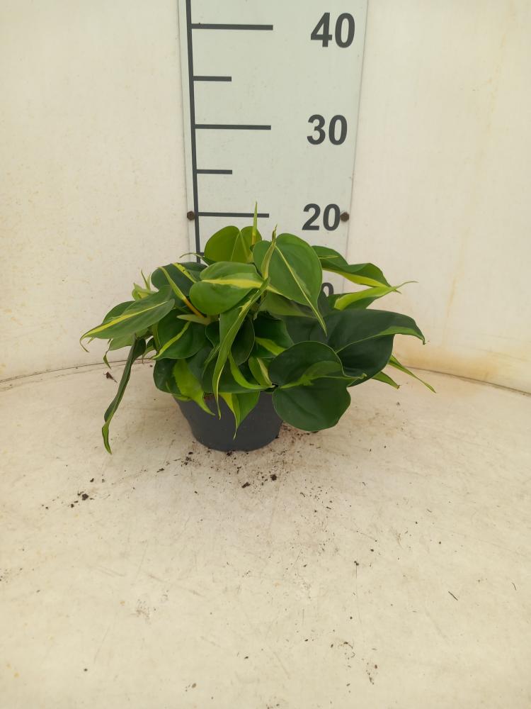 PHILODENDRON BRASIL CP17