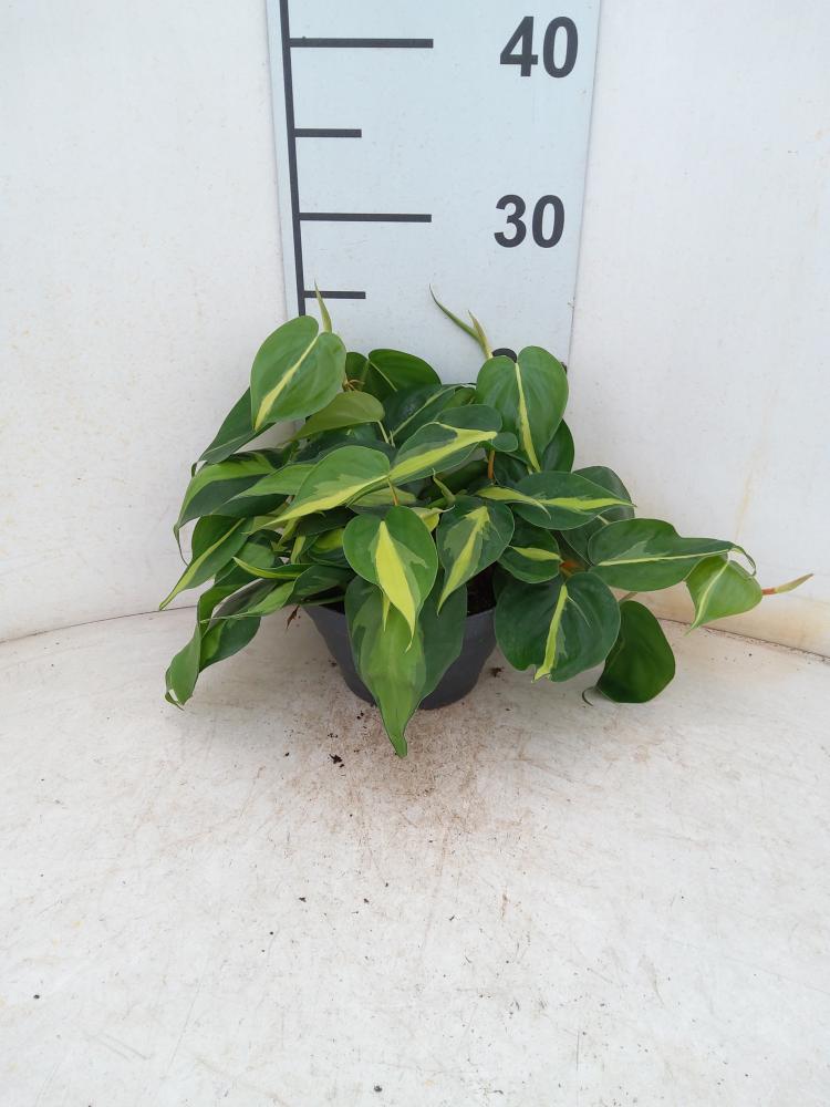 PHILODENDRON BRASIL CP17