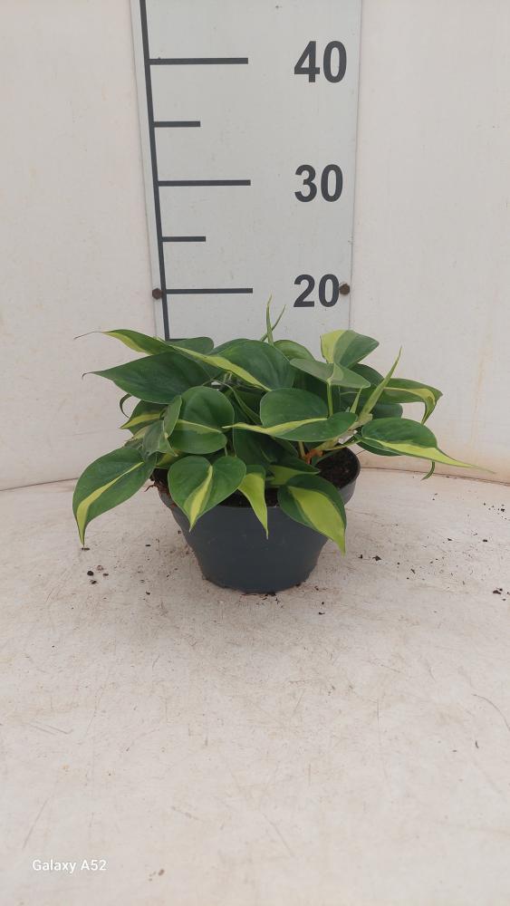 PHILODENDRON BRASIL CP17