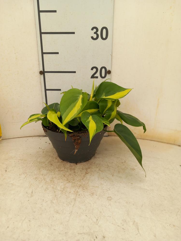 PHILODENDRON BRASIL CP17
