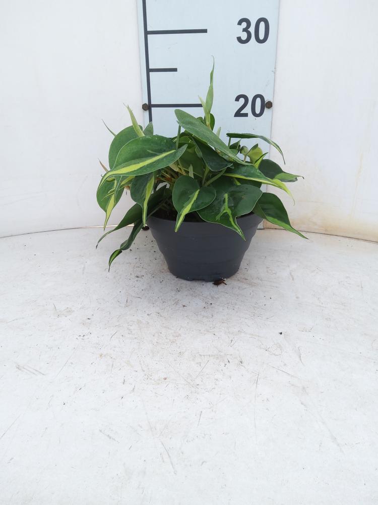 PHILODENDRON BRASIL CP17