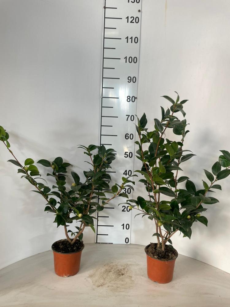 CAMELIA JAPONICA  VP14