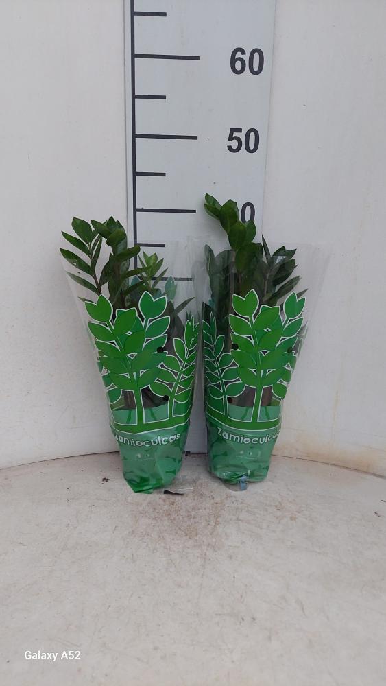 ZAMIOCULCAS VP12 IN BAG