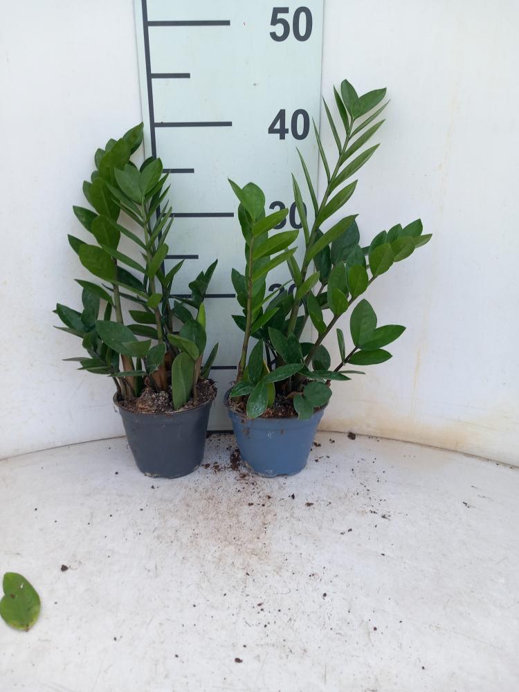 ZAMIOCULCAS VP12 IN BAG