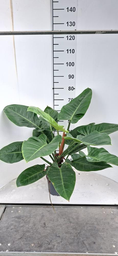 PHILODENDRON IMP. GREEN VP21