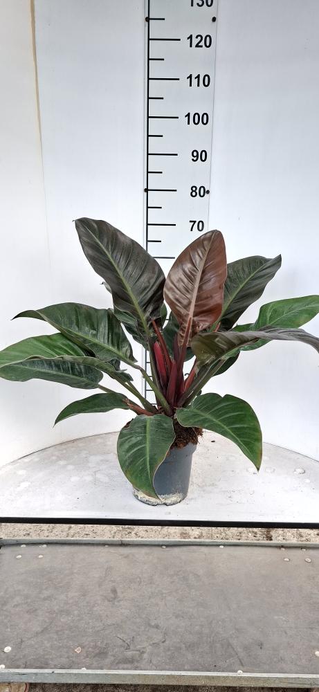 PHILODENDRON IMP. RED VP21