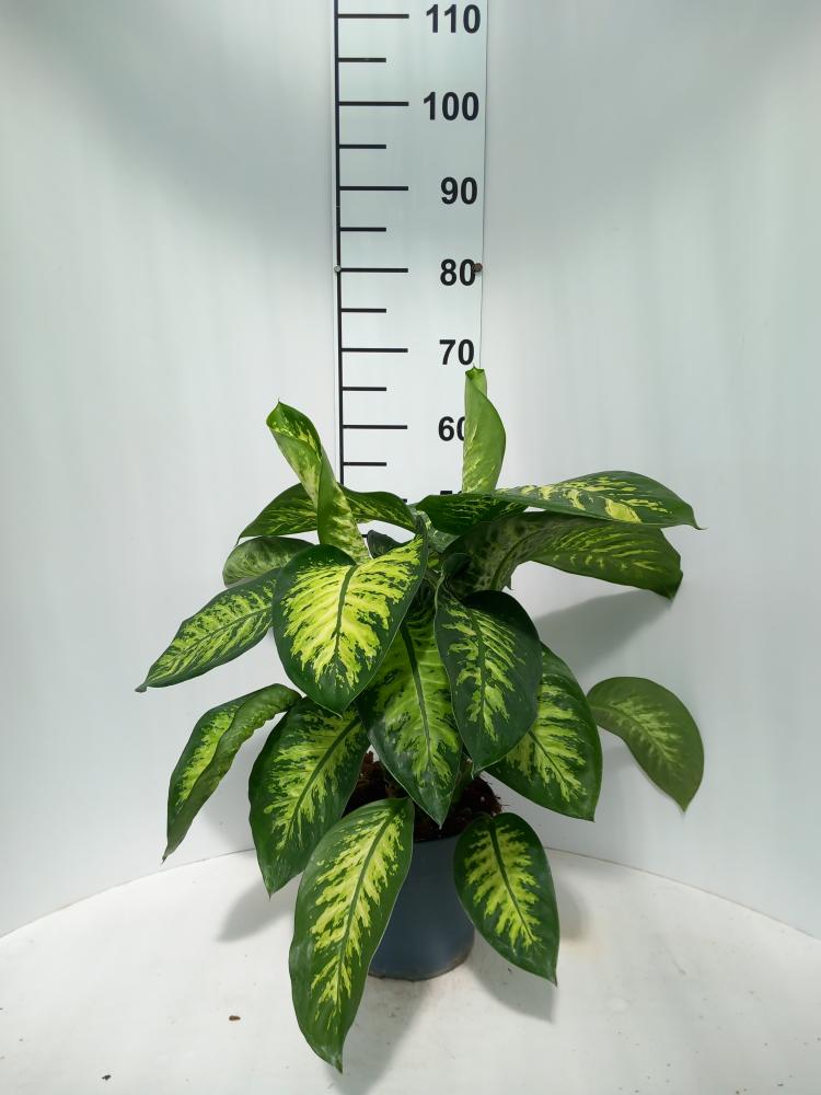 DIEFF. TROPIC SNOW 2P VP21