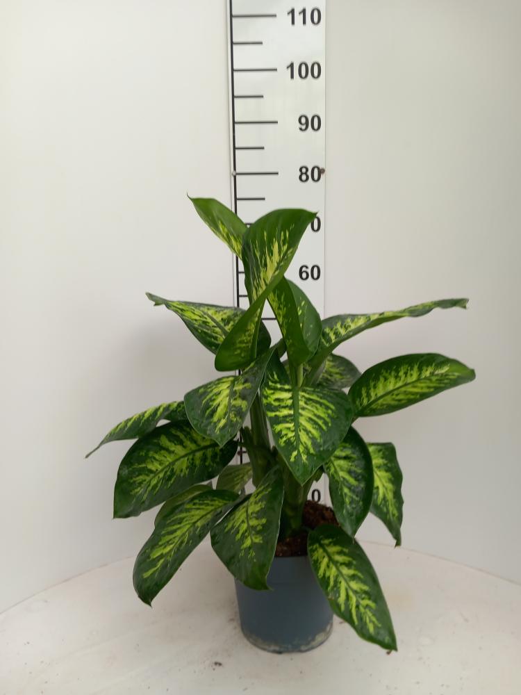 DIEFF. TROPIC SNOW 2P VP21