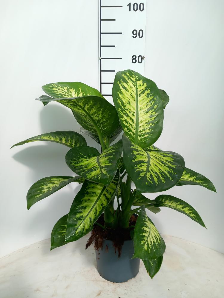 DIEFF. TROPIC SNOW 2P VP21