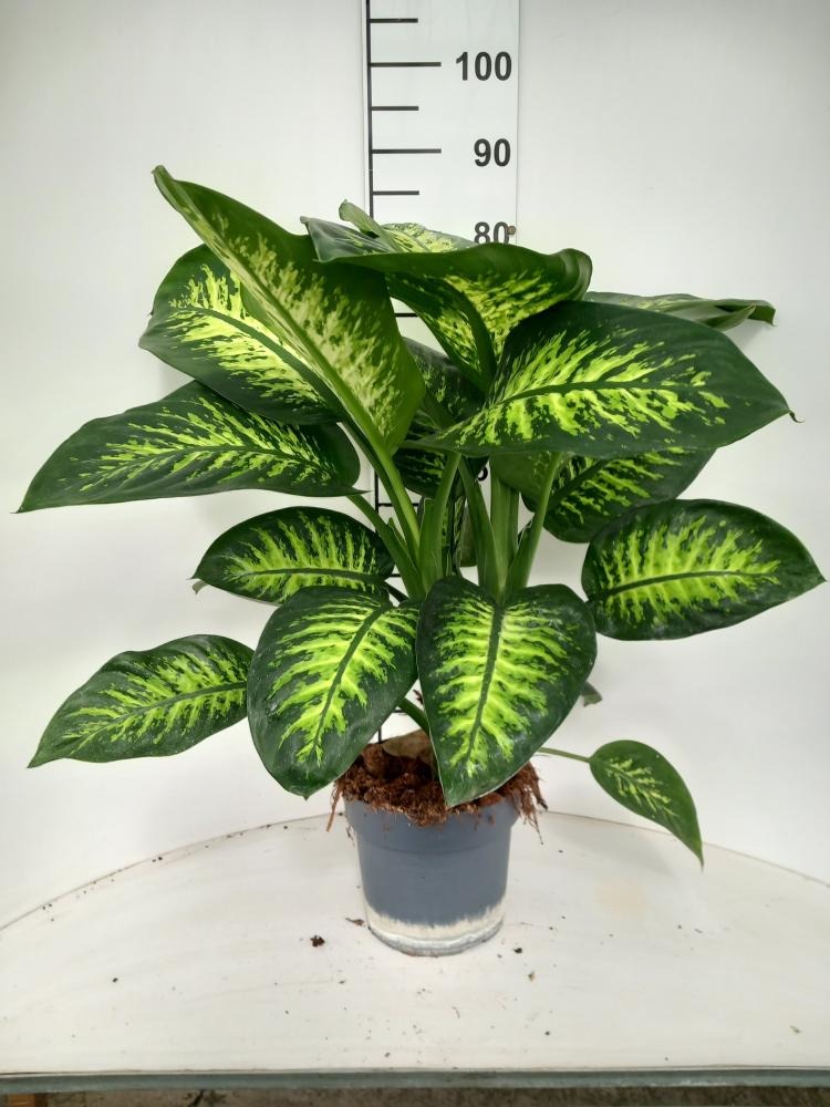 DIEFF. TROPIC SNOW 2P VP21
