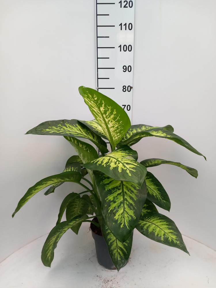 DIEFF. TROPIC SNOW 2P VP21
