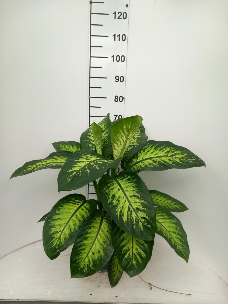 DIEFF. TROPIC SNOW 2P VP21