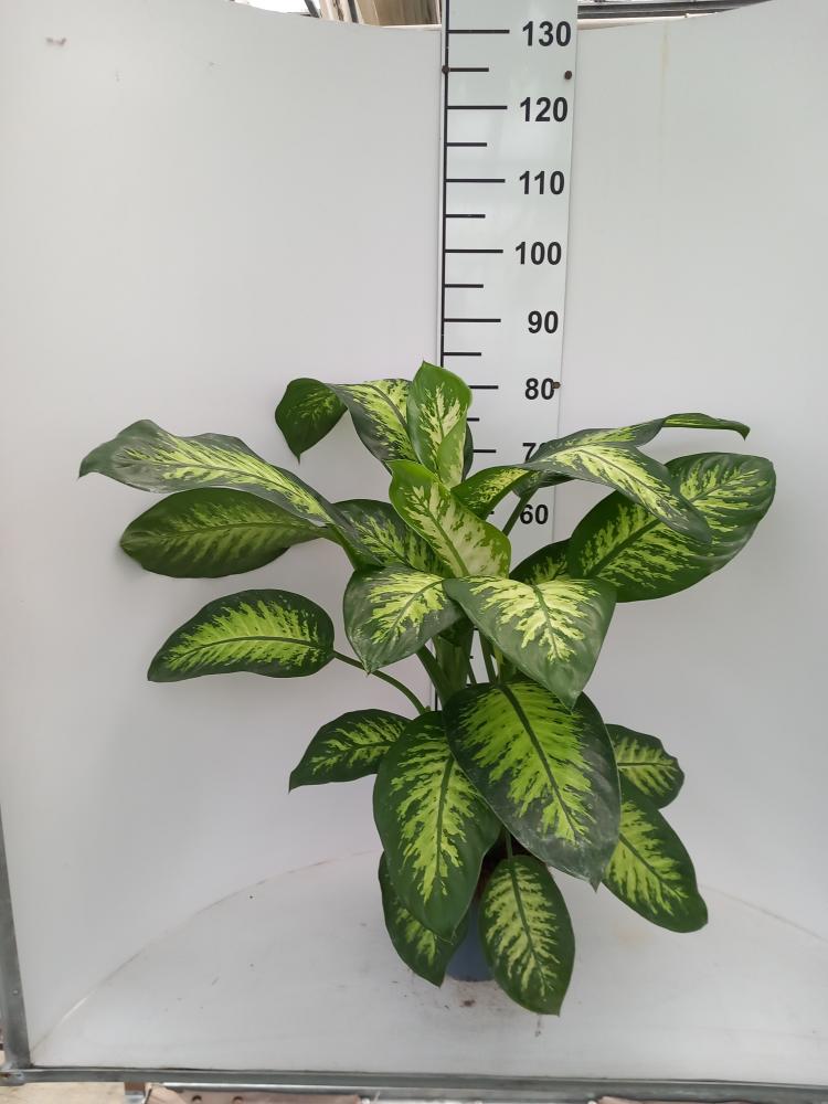 DIEFF. TROPIC SNOW 2P VP21