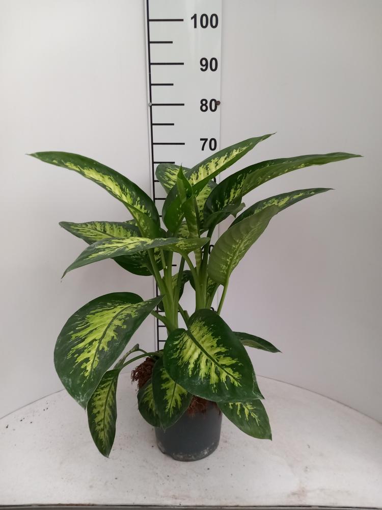 DIEFF. TROPIC SNOW 2P VP21