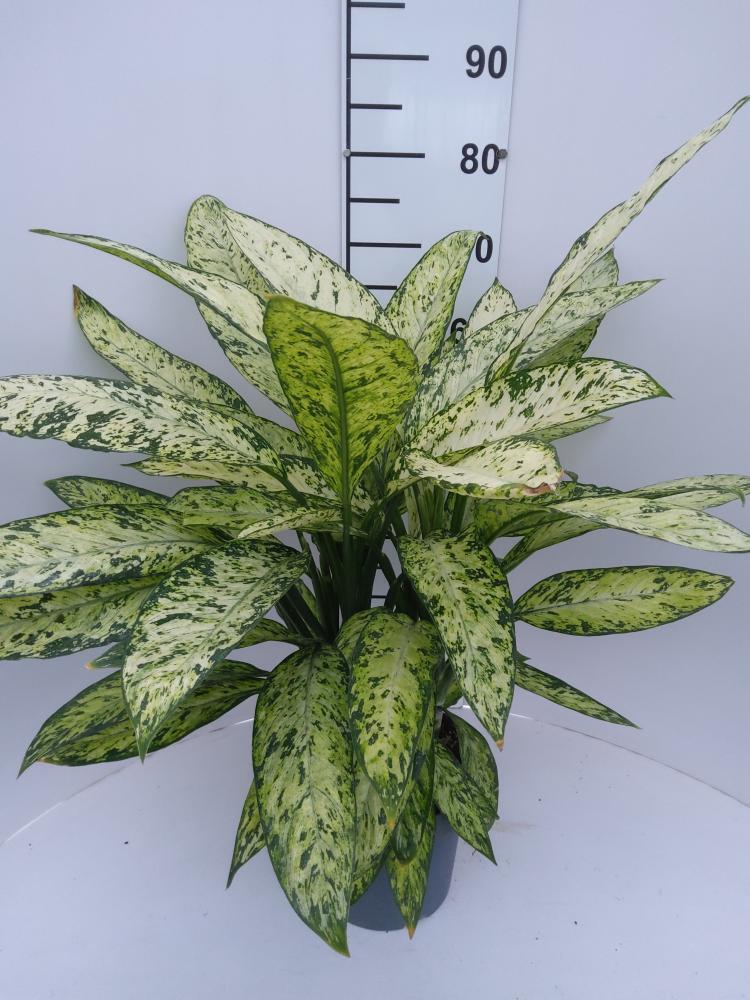 DIEFF. VESUVIO 3P VP21