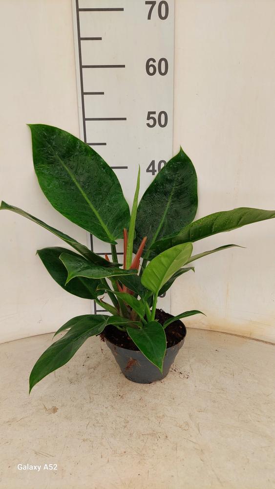 PHILODENDRON IMP. GREEN CP17