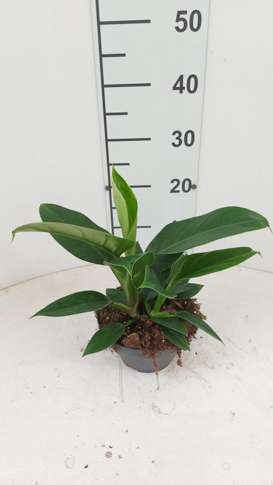 PHILODENDRON IMP. GREEN CP17