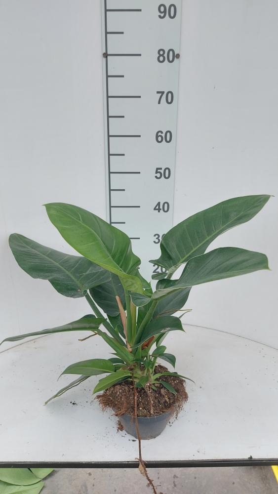 PHILODENDRON IMP. GREEN CP17