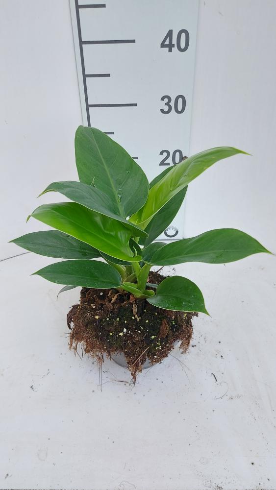 PHILODENDRON IMP. GREEN CP17
