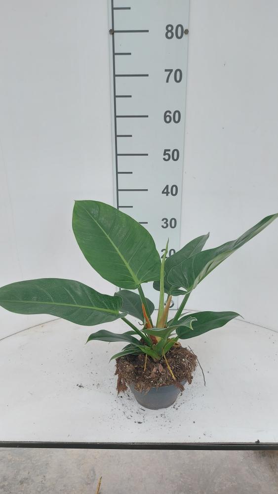 PHILODENDRON IMP. GREEN CP17