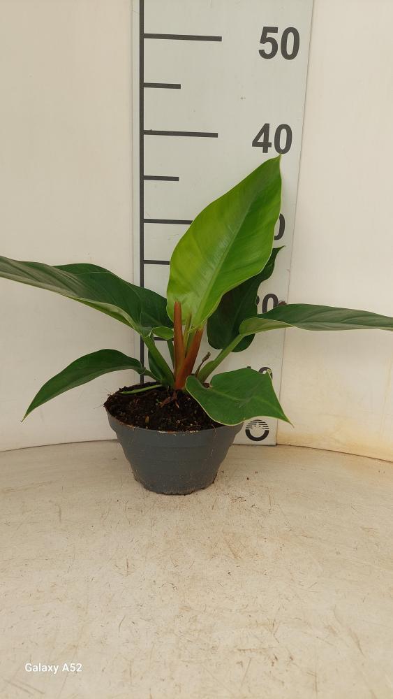 PHILODENDRON IMP. GREEN CP17