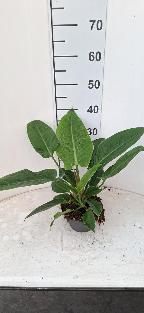 PHILODENDRON IMP. GREEN CP17