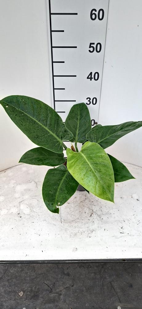 PHILODENDRON IMP. GREEN CP17