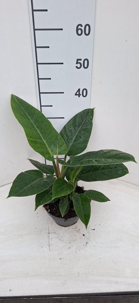 PHILODENDRON IMP. GREEN CP17
