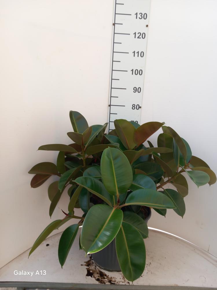 FICUS ROBUSTA JAMBO VP35