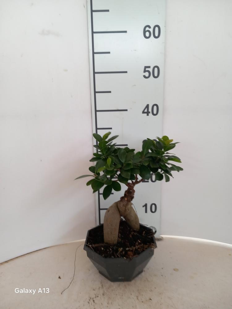 FICUS GINSENG GR250 CP18