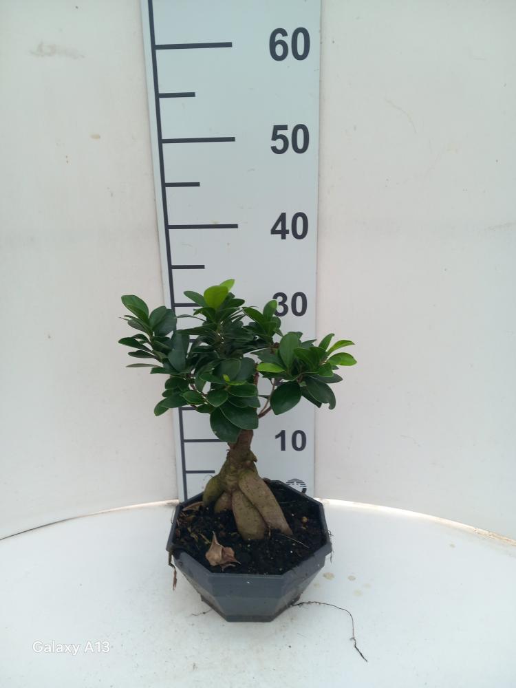 FICUS GINSENG GR250 CP18