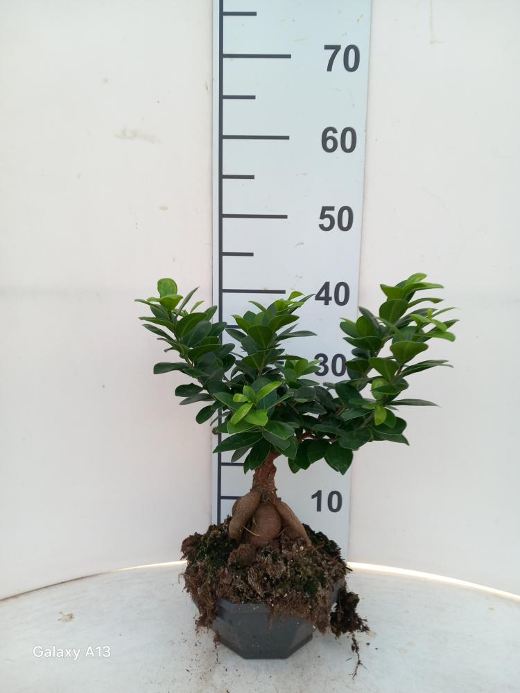 FICUS GINSENG GR250 CP18