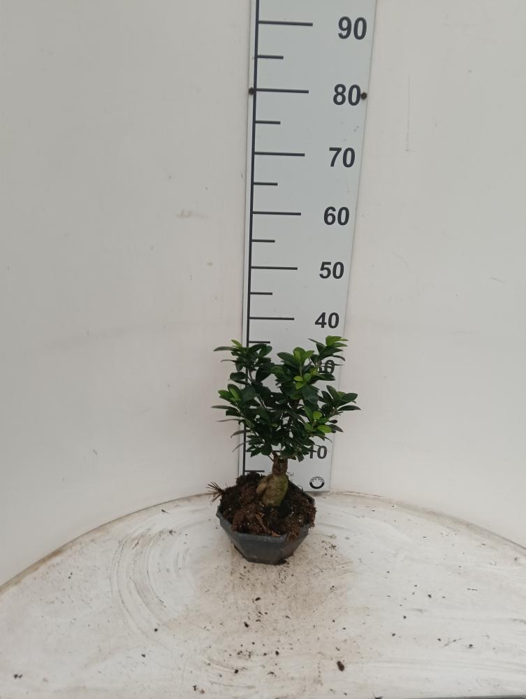 FICUS GINSENG GR250 CP18