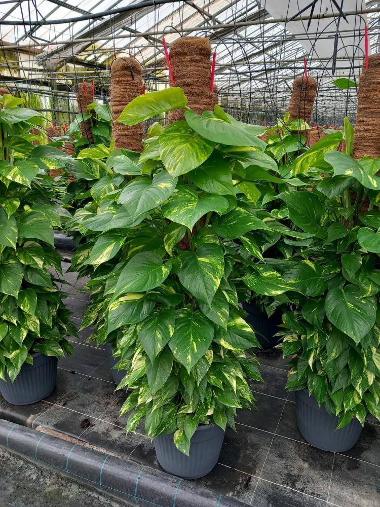 SCINDAPSUS AUREUS VP35 H150