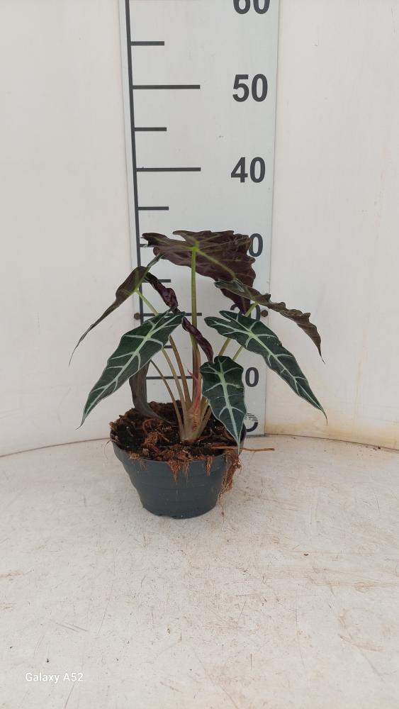 ALOCASIA A. POLLY CP17