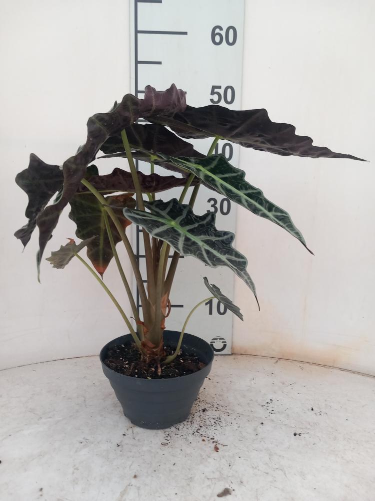 ALOCASIA A. POLLY CP17