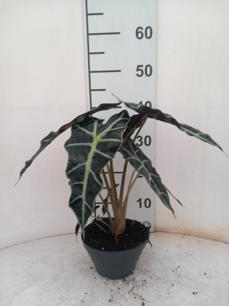 ALOCASIA A. POLLY CP17