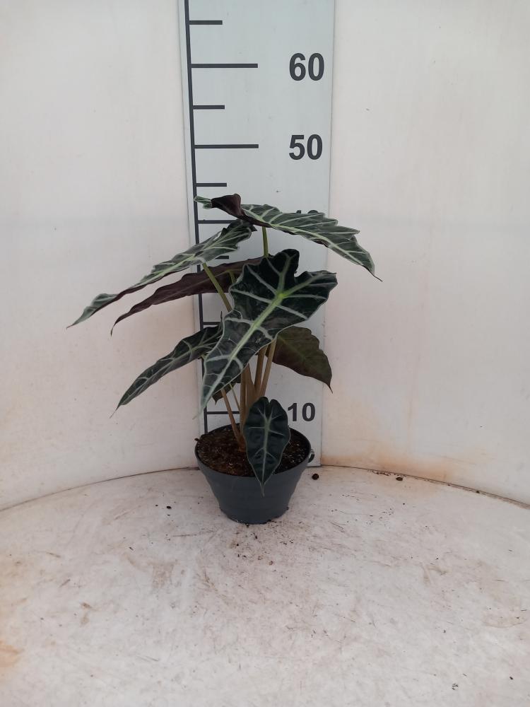 ALOCASIA A. POLLY CP17