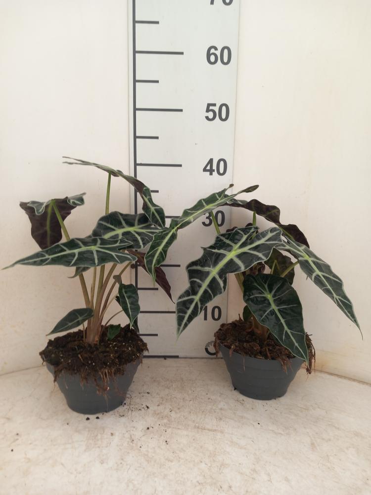 ALOCASIA A. POLLY CP17