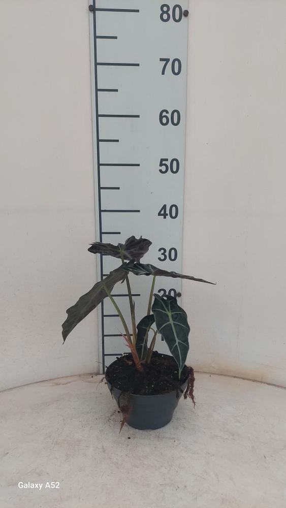 ALOCASIA A. POLLY CP17